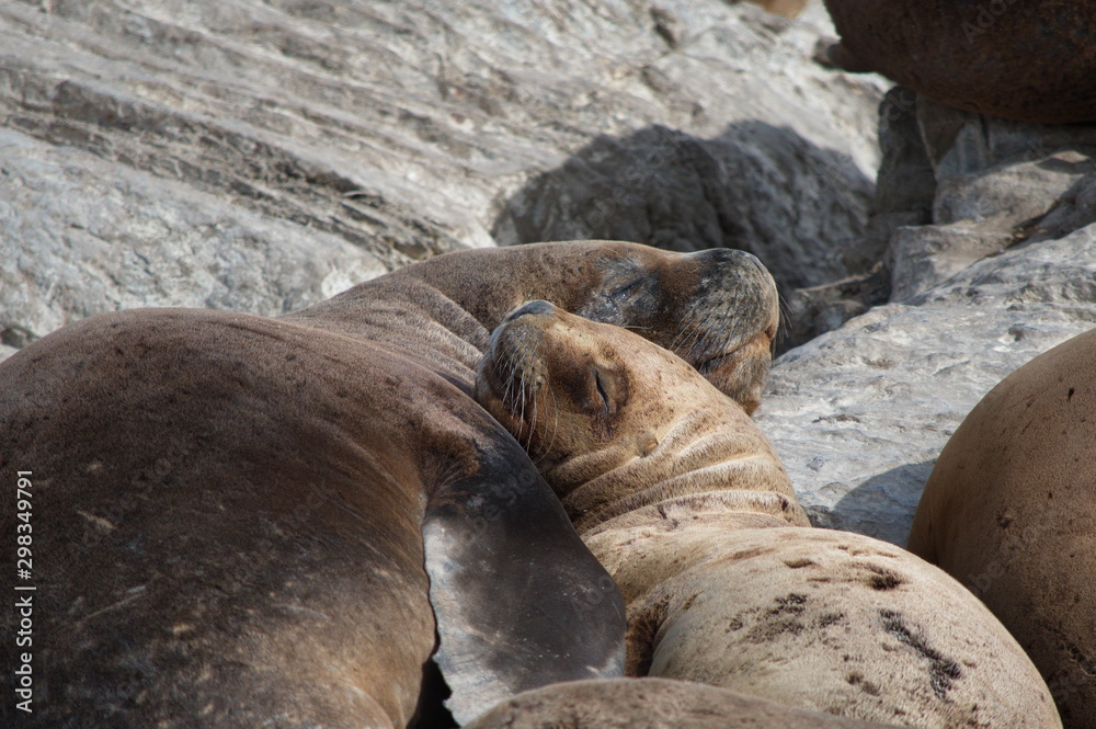 Fototapeta premium Sleeping south american sea lions, the Beagle Channel, Argentina 