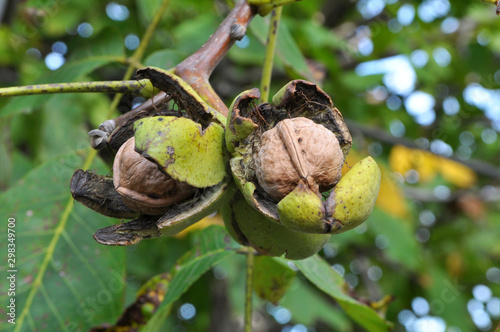 Walnut fruits ripen on the branch of the tree