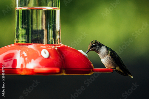 Hummingbird at the feeder photo