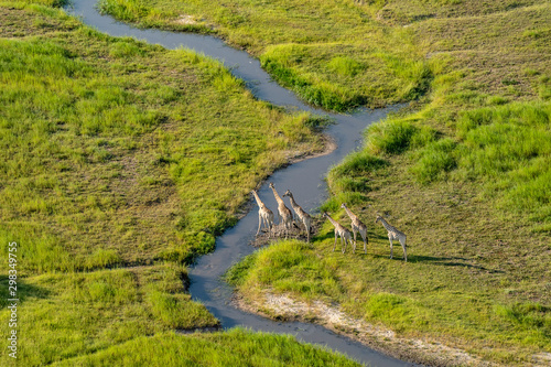 aerial view of a group of giraffes preparing to cross a river photo