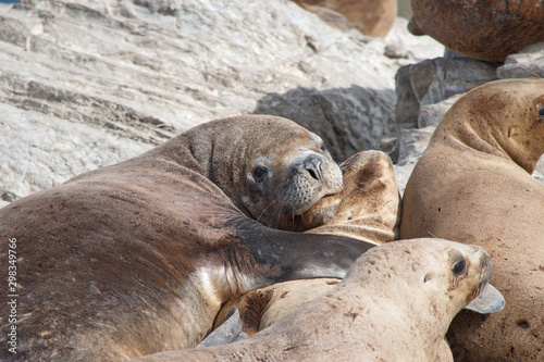 South american sea lions, the Beagle Channel, Tierra del Fuego, Argentina