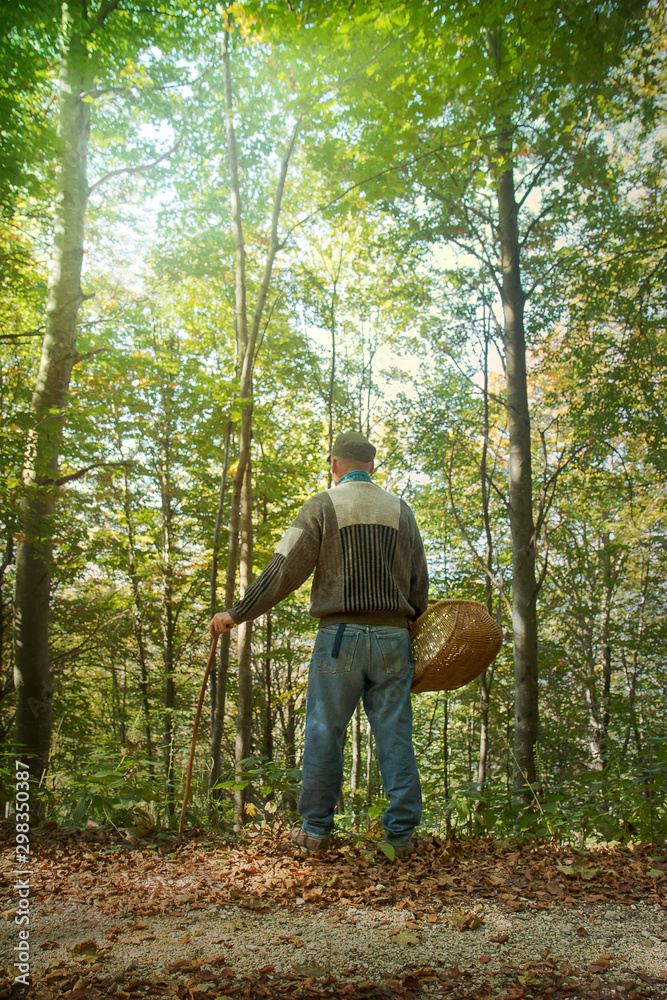 man in the wood with basket, back view of middle-aged person in the forest (He's looking for mushrooms) man in the wood with basket, back view of middle-aged person in the forest (He's looking for mushrooms)