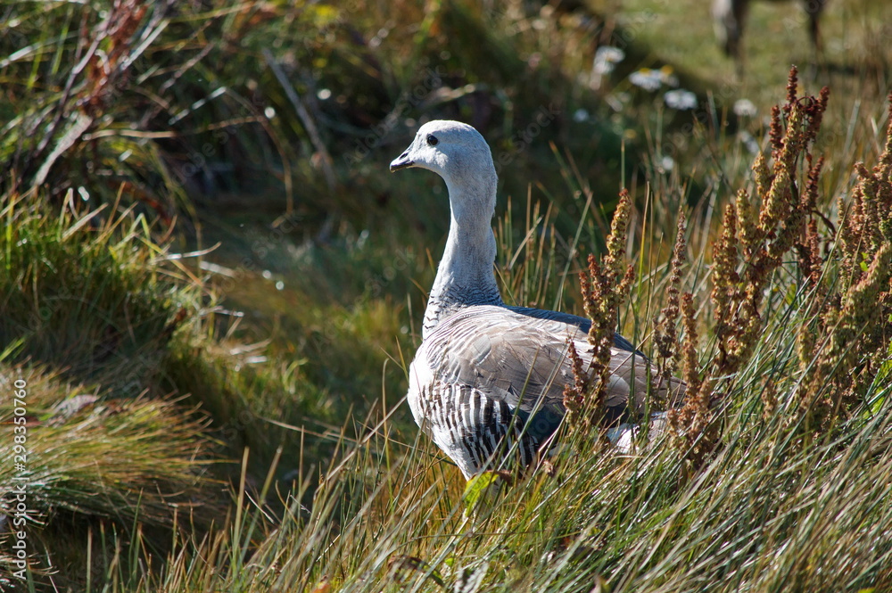 Photo of Magellan goose (Upland goose), Laguna Nimez Reserve, El Calafate, Argentina Photo of Magellan goose (Upland goose), Laguna Nimez Reserve, El Calafate, Argentina