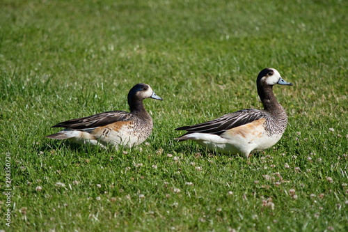 Photo of Chiloe wigeons (southern wigeons), Patagonia, Argentina