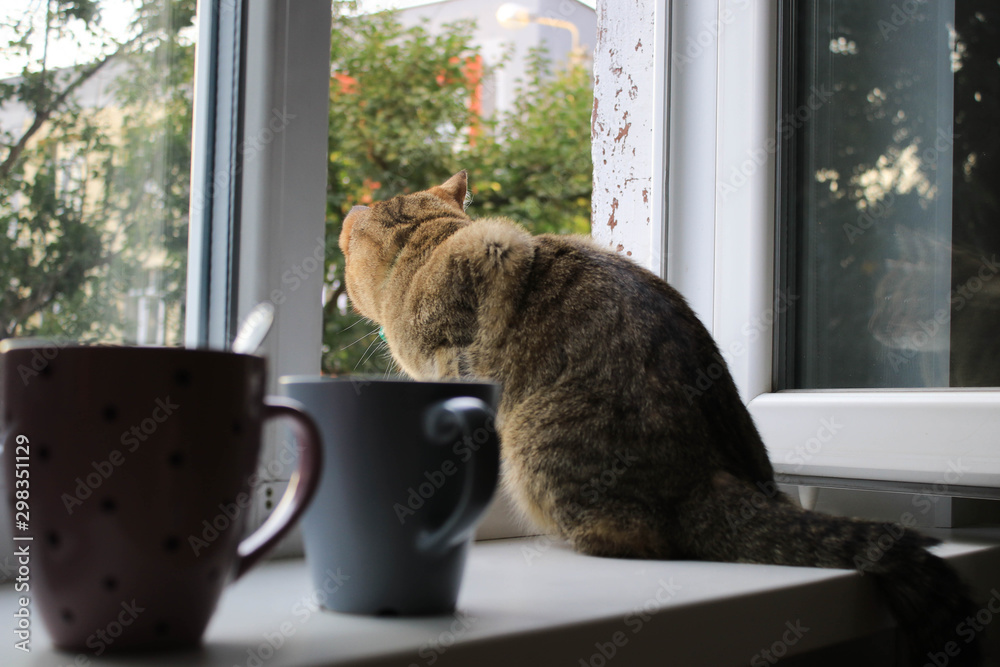 Photo of cat on window background