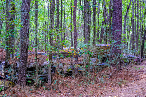 Old Cars Hidden in Trees and Underbrush