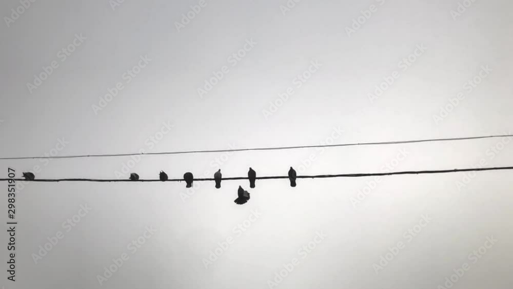 Slow motion of a flock of pigeons sitting on a wire against a light background on a foggy day. Dark birds fly slowly and sit on the wire. Slow motion of a flock of pigeons sitting on a wire against a light background on a foggy day. Dark birds fly slowly and sit on the wire.