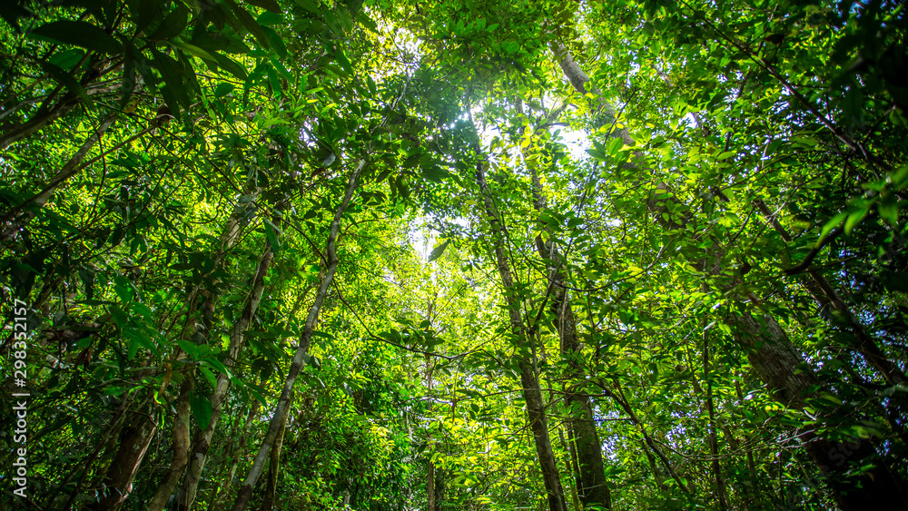 Green forest background with branch of tree in sunny light. Sunlight in forest. Canopy of tall tree woods. Environment concept Green forest background with branch of tree in sunny light. Sunlight in forest. Canopy of tall tree woods. Environment concept