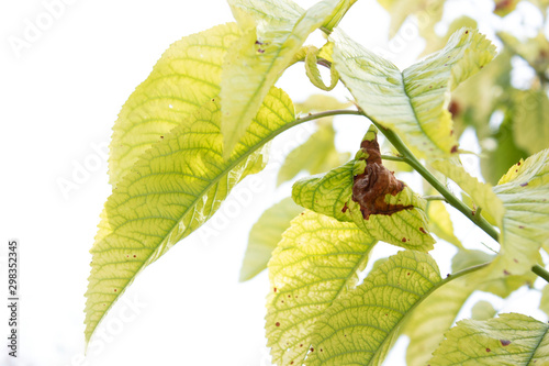 Leaves on a branch of cherry