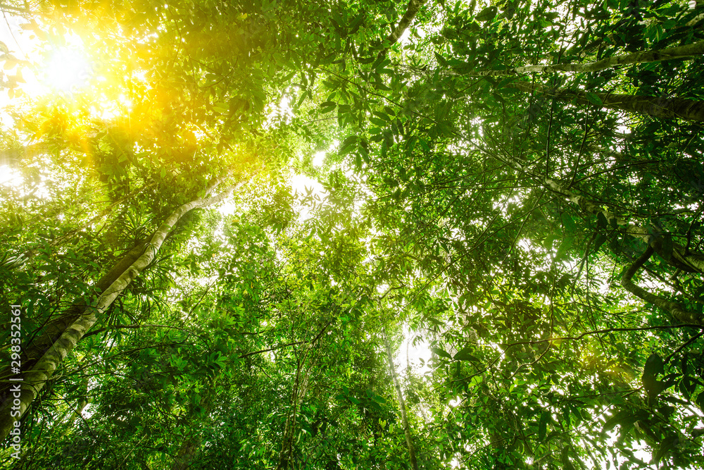 How To Light A Tall Tree