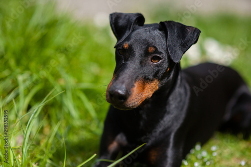 Fotografija Manchester-Terrier