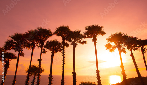 Palm trees silhouette on sunset, on tropical beach at phuket beach