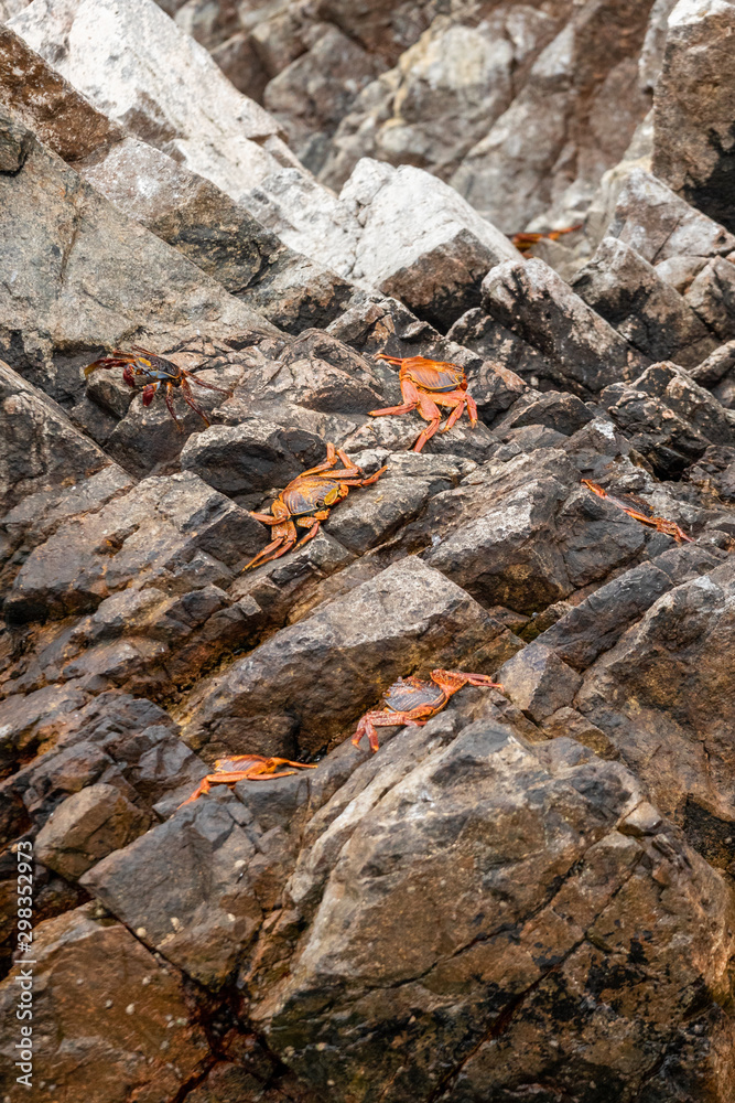 Orange crabs in the Ballestas Islands in southern Peru Orange crabs in the Ballestas Islands in southern Peru