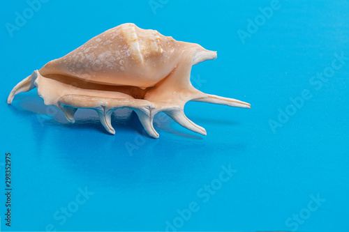 Sea shell on a blue background. Copy space. Minimalist. Sea concept. One Seashell on blue background.