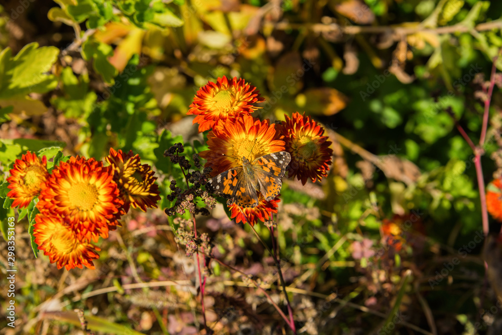 A butterfly Painted lady (Vanessa cardui) sits on a orange flower of the Chrysanthemum. Butterfly closeup. Soft selective focus. A butterfly Painted lady (Vanessa cardui) sits on a orange flower of the Chrysanthemum. Butterfly closeup. Soft selective focus.
