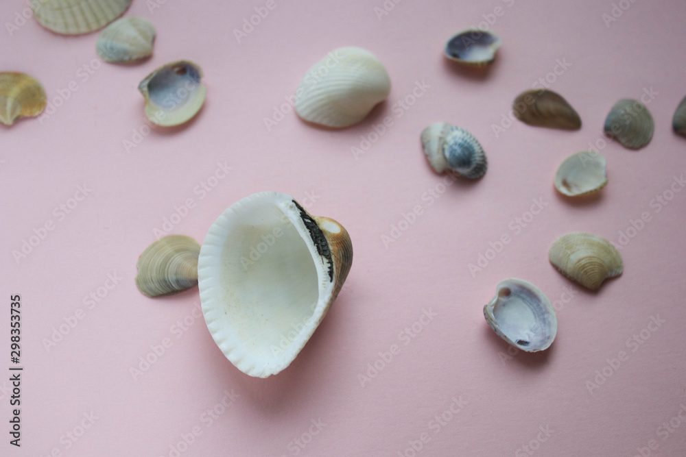 Shells on a pink background