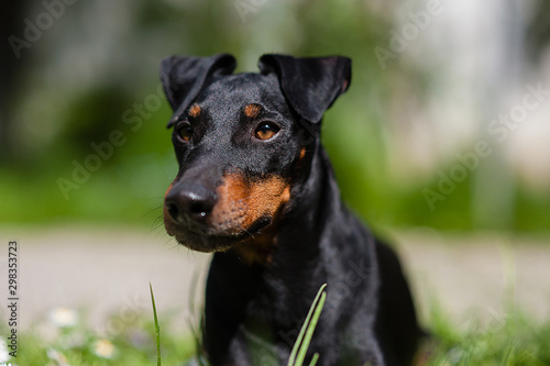 Fotografie Manchester-Terrier