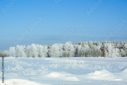 Winter snow forest background Landscape and cold nature with trees