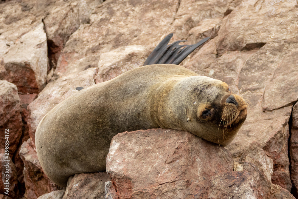 Fototapeta premium Sea lions resting in the rock Ballestas Islands in the southern coast of Peru