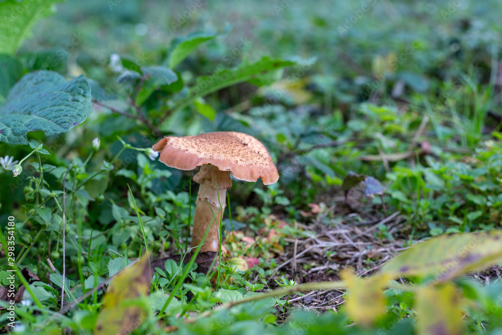 isolated mushroom in the forest isolated mushroom in the forest