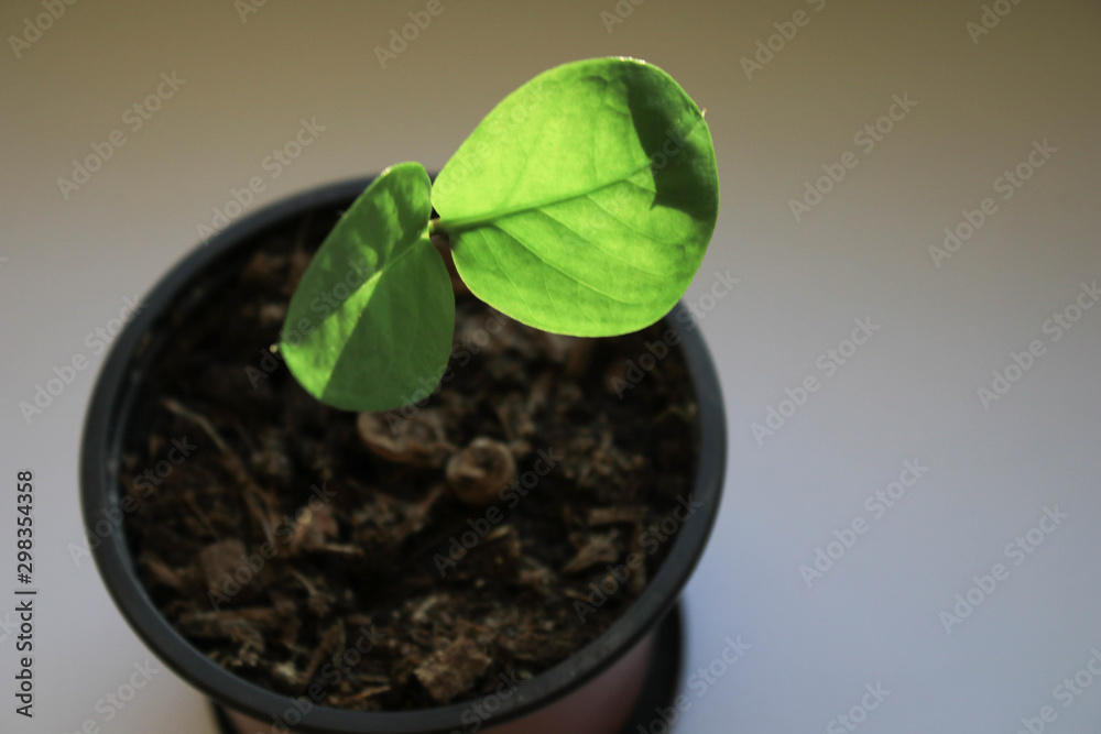 Little green plant on the windowsill Little green plant on the windowsill