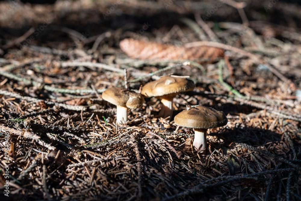 isolated mushroom in the forest isolated mushroom in the forest