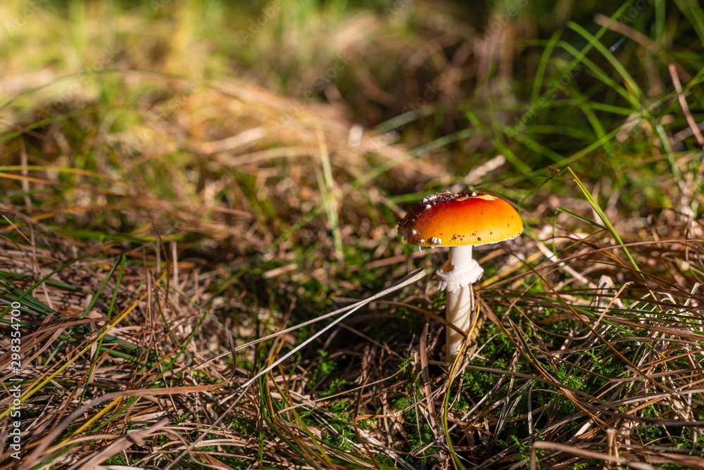 isolated toadstool mushroom in the forest isolated toadstool mushroom in the forest