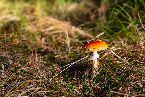 isolated toadstool mushroom in the forest