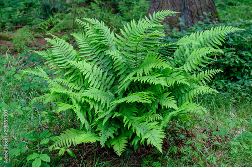 Large fresh green fern leaves in a forest in a summer day in Scotland, United Kingdom