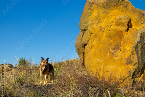 dog near the cliff in autumn,funny dog shows tongue and stands near big rock in autumn, dog west near rock made of sand