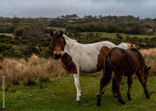Protective mare grazing with her foal on the moor