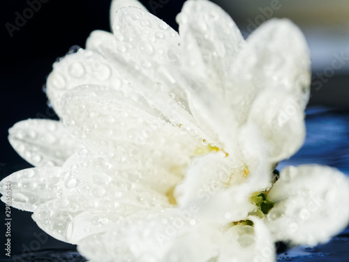 Closeup white chrysanthemum flower in drops. Selective focus. © maxim850