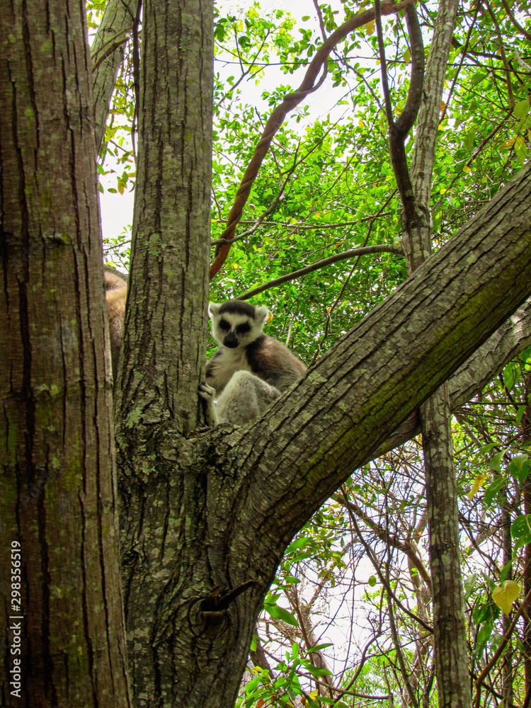 Obraz premium Ring-tailed Lemur catta on the tree branch at his natural habitat in Madagascar