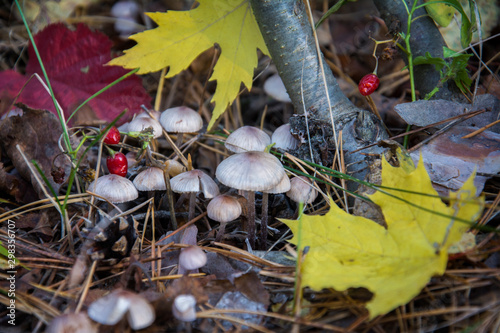 In the autumn, poisonous toadstool mushrooms in the forest. photo