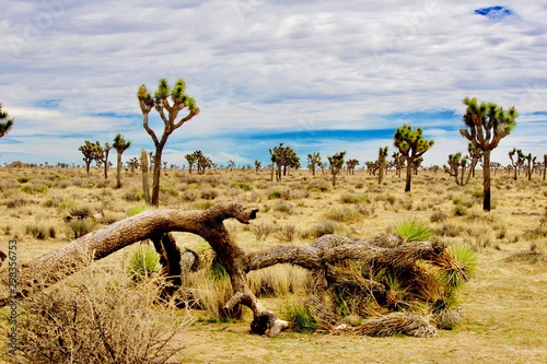 tree in desert