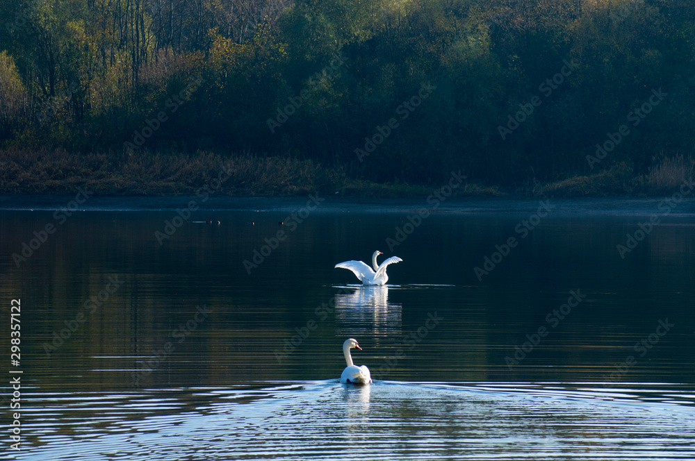 white swans with small swans on the lake white swans with small swans on the lake