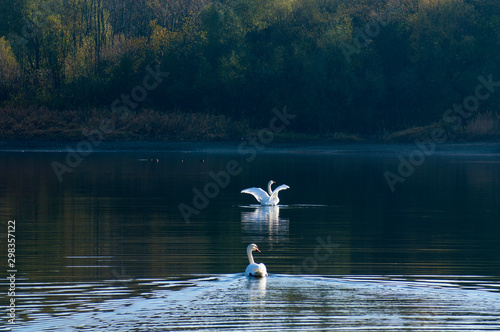 white swans with small swans on the lake © mikhailgrytsiv