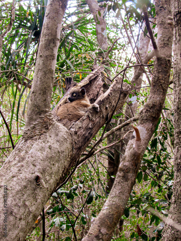 Ring-tailed lemur sitting on between tree branches at rainforest in Madagascar Ring-tailed lemur sitting on between tree branches at rainforest in Madagascar