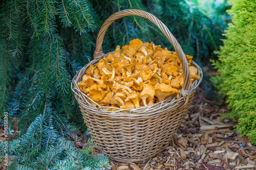 Mushrooms in the basket. Raw Wild Mushrooms chantellere. Composition with wild mushrooms