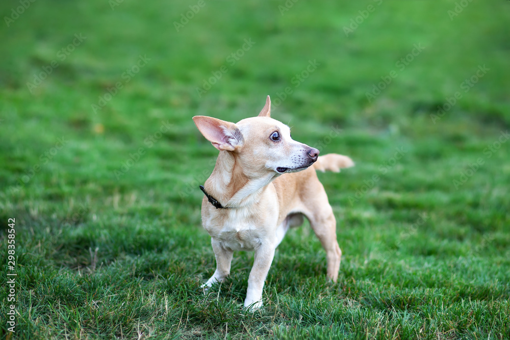 Chihuahua stands in grass and looks away in garden. Happy dog ​​for a walk in park in autumn. The concept of pets. Playful little dog on the green natural grass. dog is waiting for owner on street