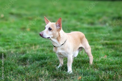 Chihuahua dog walks in grass in fall. dog on nature in park. Chihuahua walks in forest. dog is a friend for children and families. dog on a walk in park. Pets concept. Chihuahua in green summer grass. © stock_studio