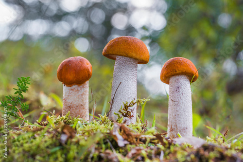 Obraz na plátně Leccinum aurantiacum - edible mushroom