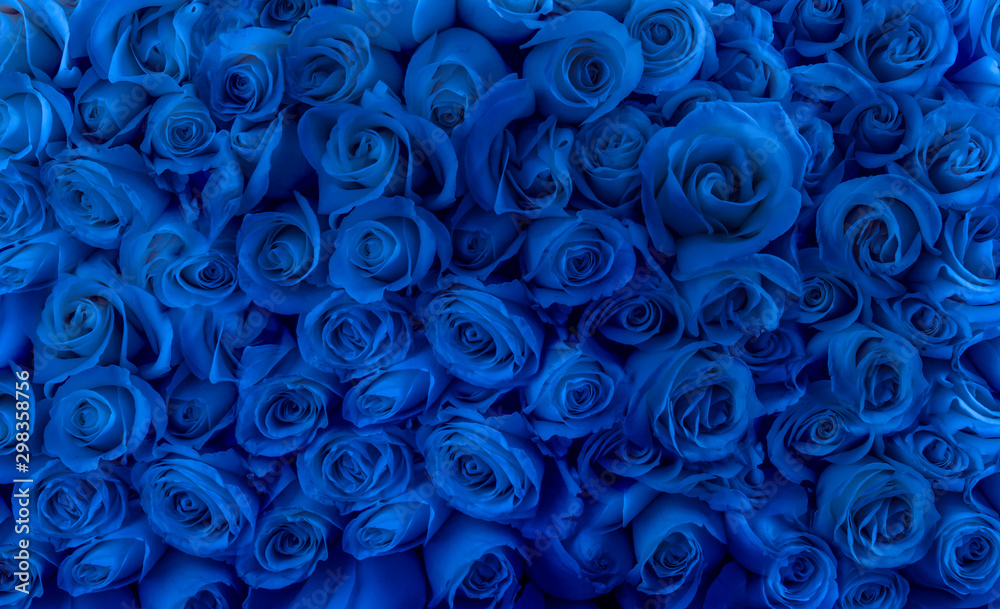 Fototapeta rosas y botones de color azul