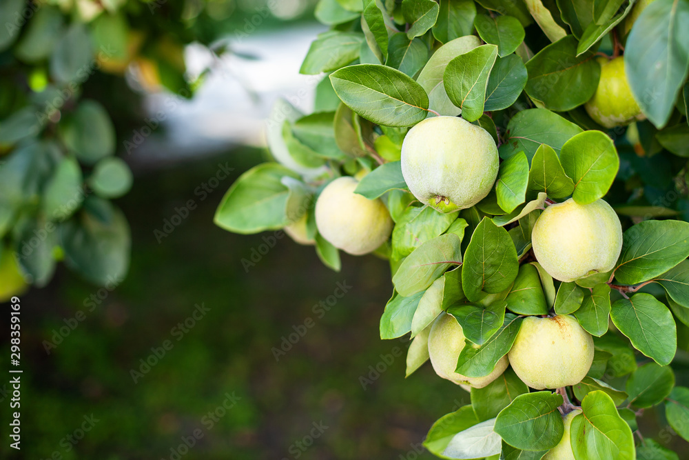 Quince grows on tree in an organic garden. Harvest concept. Vitamins, vegetarianism, fruits. Quinces. Copy space. Ripe quince fruits grow on a quince tree with green foliage in late autumn. Apple tree