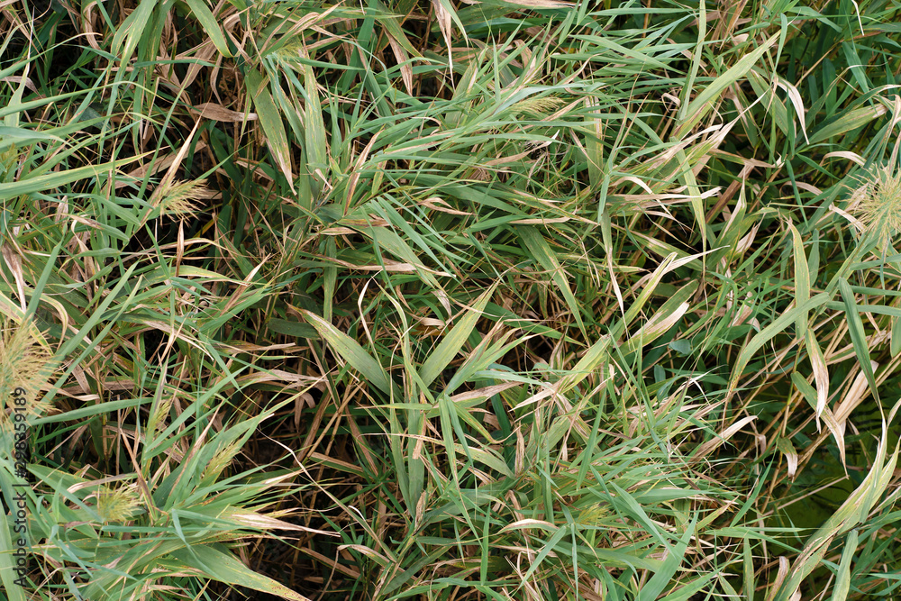 Background of green blossomed grass in the field, texture Background of green blossomed grass in the field, texture