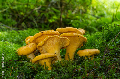 Cantharellus cibarius (commonly known as the chanterelle or golden chanterelle) growing in the forest