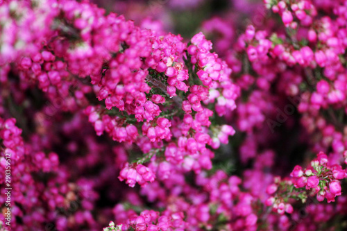 Fresh natural heather flower  Erica branch blooming.