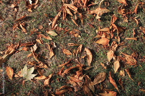 Dry autumn leaves on the grass