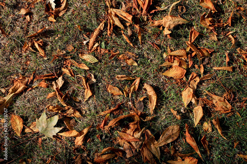 Dry autumn leaves on the grass