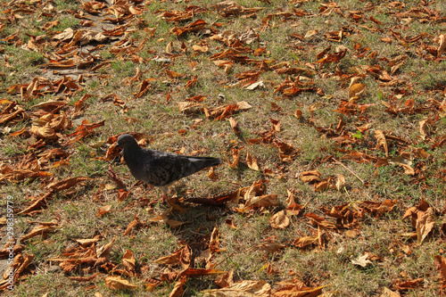 Dry autumn leaves on the grass